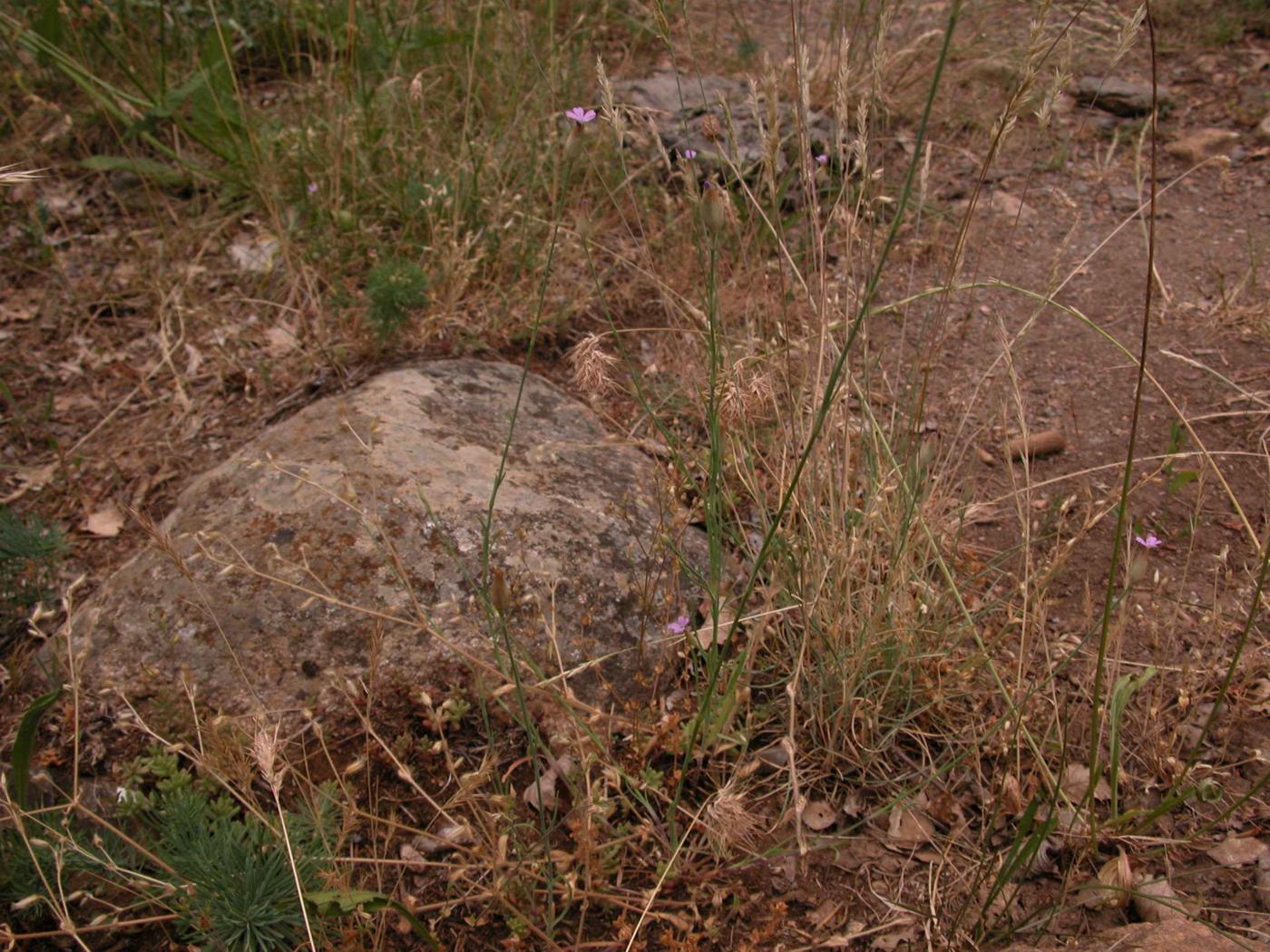 Pink, Proliferous plant